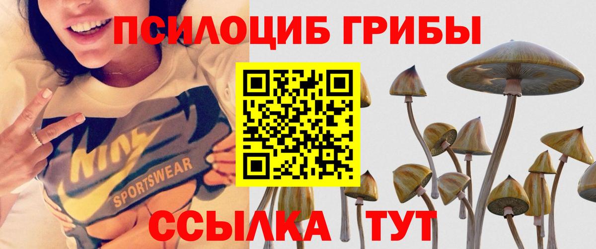 Малгобек  Галлюциногенные грибы Psilocybine cubensis  Вход с VPN 